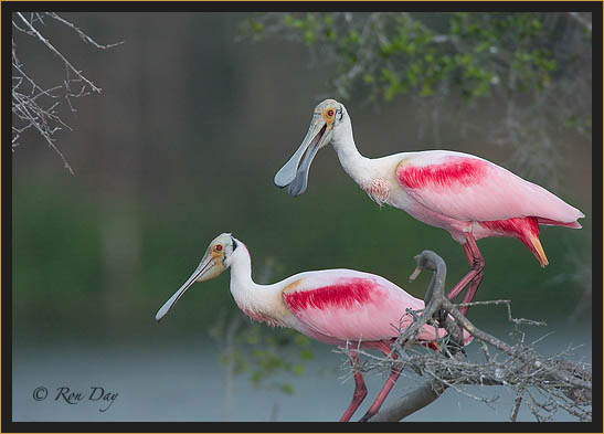 Roseate Spoonbills, Rookery, High Island, Texas